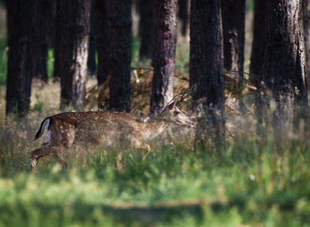 17 June 2022, Brandenburg, Bad Belzig\/Ot Dippmannsdorf: A roe deer (Capreolus capreolus) walks through the forest between the trees in the Hoher Fläming Nature Park. Photo: Soeren Stache\/dpa