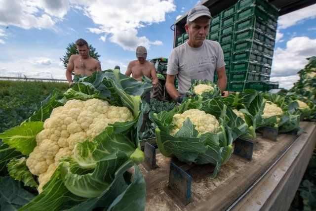 09 July 2022, Bavaria, Gundelfingen: Polish helpers (l-r) Bartek, Jarek and Bartos harvest cauliflower. Even at temperatures just above 20 degrees, this work is sweaty. Photo: Stefan Puchner\/dpa