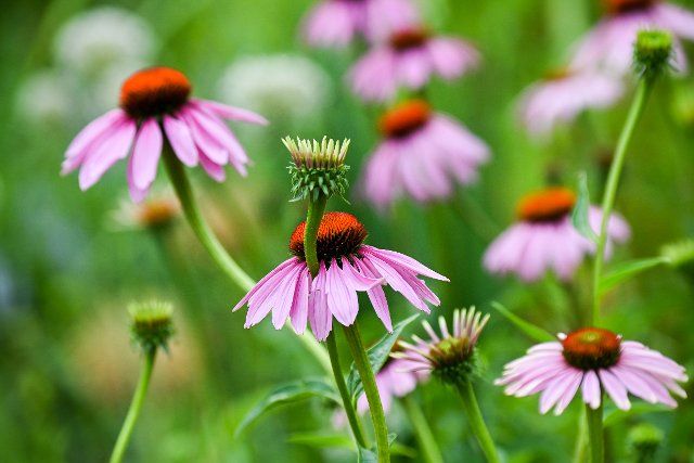 08 July 2022, Brandenburg, Beelitz: Blossoms of purple coneflower Echinacea purpurea are seen on a flower bed on the grounds of the Laga State Garden Show. Photo: Jens Kalaene\/dpa