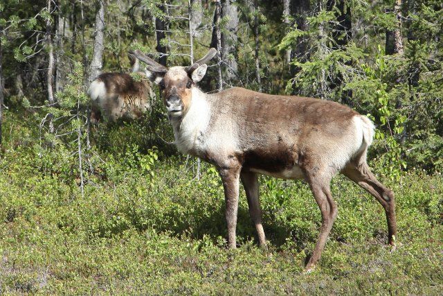 FILED - 08 June 2022, Sweden, Grenselet: Reindeer standing on the side of the road in the north of Sweden. Photo: Steffen Trumpf\/dpa