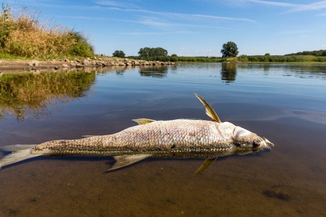 dpatop - 11 August 2022, Brandenburg, Frankfurt (Oder): A dead fish on the bank of the Oder River. Photo: Frank Hammerschmidt\/dpa