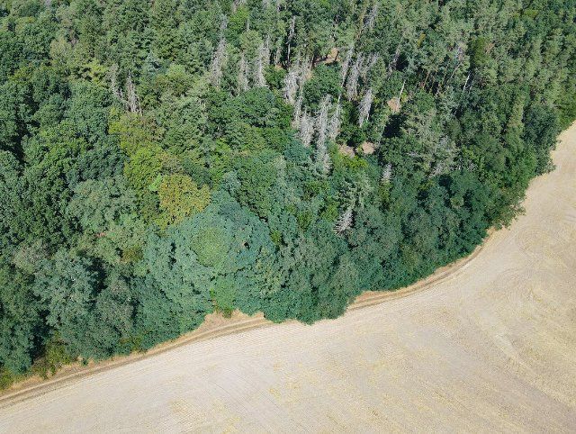 10 August 2022, Brandenburg, Sieversdorf: Dead spruce trees sticking out of a forest (aerial view with a drone). Photo: Patrick Pleul\/dpa