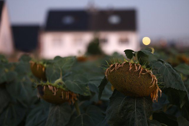 12 August 2022, North Rhine-Westphalia, Cologne: Withered sunflowers stand in a field in the morning. Photo: Oliver Berg\/dpa