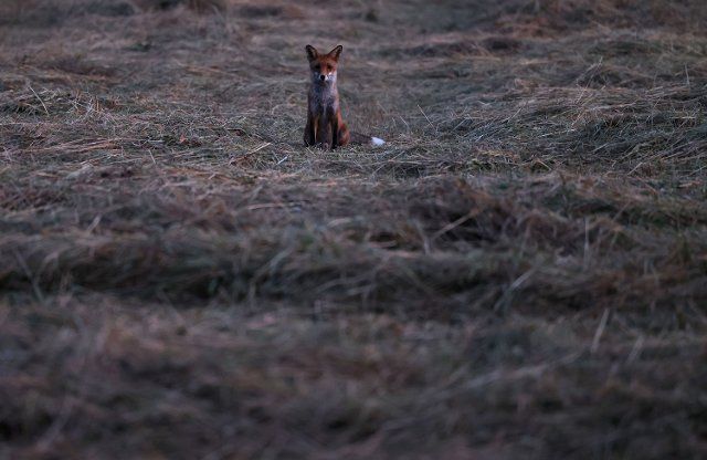 12 August 2022, North Rhine-Westphalia, Cologne: A fox sits on a dry meadow in the morning. Photo: Oliver Berg\/dpa