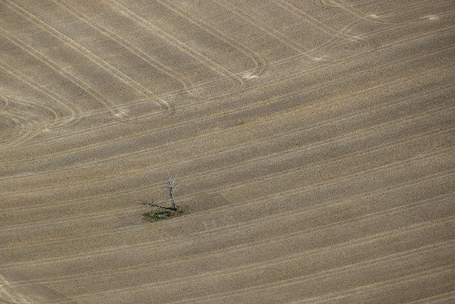 11 August 2022, North Rhine-Westphalia, Cologne: A dead tree stands on a withered field. Photo: Christoph Reichwein\/dpa