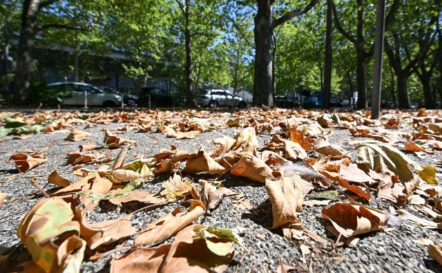 12 August 2022, Baden-Wuerttemberg, Stuttgart: Dried and discolored leaves lie on a sidewalk at the edge of an avenue. Due to the drought, urban trees suffer. Photo: Bernd Weißbrod\/dpa