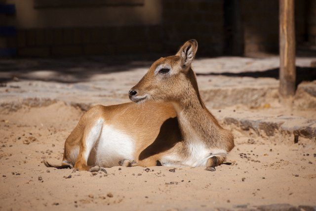 12 August 2022, Berlin: A kafue lechwe moor antelope enjoys the summer weather at the zoo. Photo: Paul Zinken\/dpa