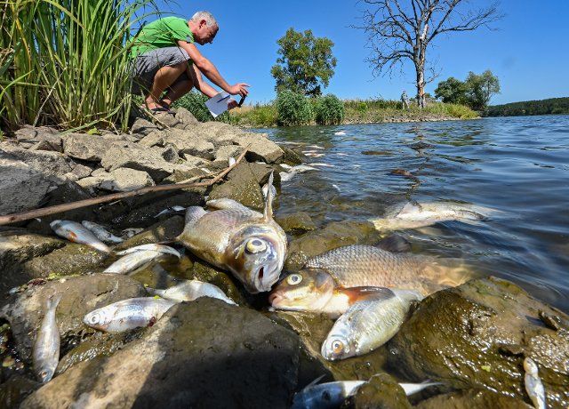 12 August 2022, Schwedt: A large number of dead fish are floating in the waters of the Oder River, bordering Germany and Poland, in the Lower Oder National Park, north of the town of Schwedt. According to local German authorities, a large amount of mercury was detected in the river water. According to Polish meidoenvironmental authorities, the fish mortality was probably caused by industrial pollution. Photo: Patrick Pleul\/dpa