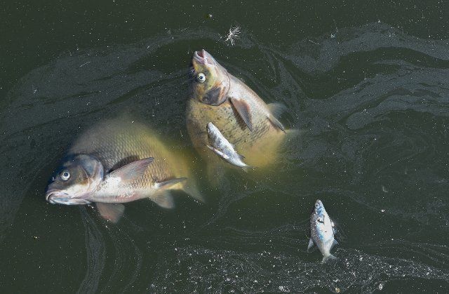 12 August 2022, Brandenburg, Schwedt: Dead fish in the Oder River. Photo: Patrick Pleul\/dpa