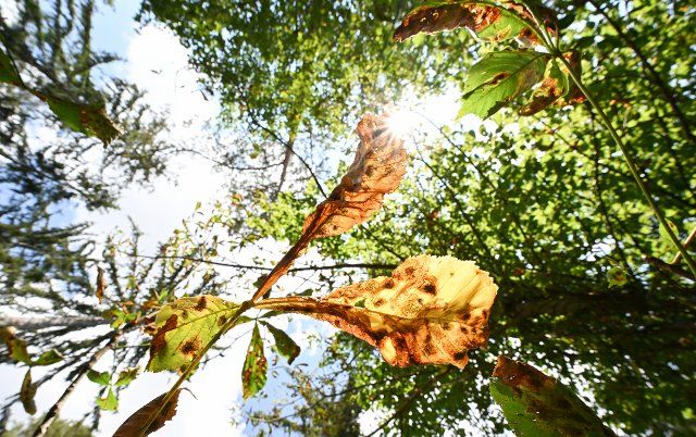 16 August 2022, Baden-Wuerttemberg, Calw: Withered leaves of a chestnut tree hang from a tree in a forest near Calw. The leaf miner additionally damages the trees. Photo: Bernd Weißbrod\/dpa