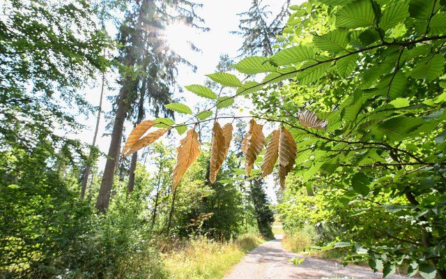 16 August 2022, Baden-Wuerttemberg, Calw: Dried leaves hang from a tree in a forest near Calw. The trees are suffering from the drought, while the risk of forest fires remains very high. Photo: Bernd Weißbrod\/dpa
