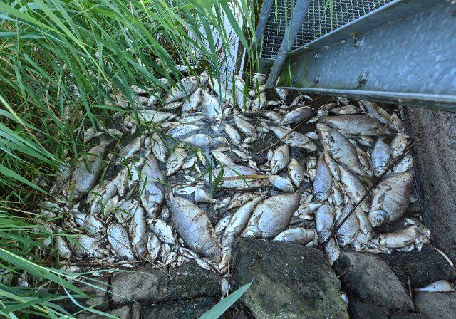 16 August 2022, Brandenburg, Schwedt: Dead fish at a weir in the Westoder border river. Photo: Patrick Pleul\/dpa