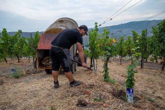 17 August 2022, Rhineland-Palatinate, Leiwen: Agricultural worker Adi waters the young shoots in a vineyard near Leiwen. The Moselle landscape is currently one of the driest regions in Germany. Photo: Harald Tittel\/dpa
