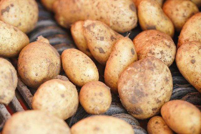 29 August 2022, Rhineland-Palatinate, Mutterstadt: Potatoes of the \