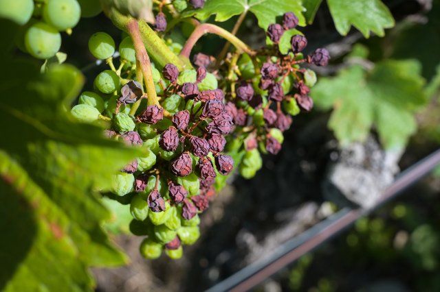 24 July 2022, Saxony-Anhalt, Freyburg: No longer suitable for harvesting are these grapes in the ducal vineyard in Freyburg. The persistent heat and drought is causing damage to the grapes. Photo: Heiko Rebsch\/dpa