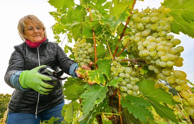 24 September 2022, Brandenburg, Neuzelle: Sabine Päschke of the Kloster-Winzer e.V. association harvests grapes of the Muskateller variety on the Scheibenberg hill at Neuzelle Abbey. The Scheibenberg is Brandenburg\