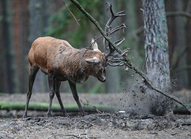 27 September 2022, Brandenburg, Groß Schönebeck: A red deer ready to mate throws a branch with its antlers through the enclosure in the Schorfheide Game Park. On 01.10.2022 a wolf night takes place in the Schorfheide Game Park. Then the game park has opened until 24 o\