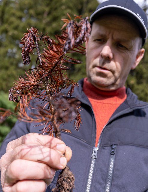 27 September 2022, Bavaria, Mittelsinn: Uwe Klug, Christmas tree producer and managing director of Christbaum Klug GbR, holds a withered fir tree plant in his hand. The dry summer has been the undoing of many young Christmas trees, especially in Franconia. At Uwe Klug alone, around 95 percent of the 100,000 newly planted deciduous and coniferous trees did not survive due to lack of water. Photo: Daniel Karmann\/dpa