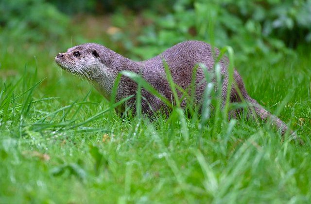 27 September 2022, Brandenburg, Groß Schönebeck: An otter (Lutra lutra) can be seen in its enclosure at Schorfheide Wildlife Park. Otters are adapted to aquatic life and belong to the marten family (Mustelidae). They can grow up to 1.20 meters long and are among the best swimmers among land predators. The otter has the densest fur of native wild animals. There are up to 70,000 hairs on one square centimeter of skin - humans, on the other hand, have only about 200 hairs on their heads over the same area. Photo: Patrick Pleul\/dpa\/ZB