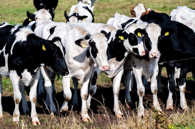 30 September 2022, Lower Saxony, Bern: Numerous dairy cows are standing on a pasture in sunny autumn weather. Photo: Hauke-Christian Dittrich\/dpa