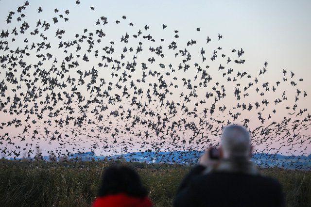 30 September 2022, Baden-Wuerttemberg, Bad Buchau: Hundreds of starlings fly in the sky over the Federsee nature reserve shortly before sunset and then spend the night in the reeds. Photo: Thomas Warnack\/dpa