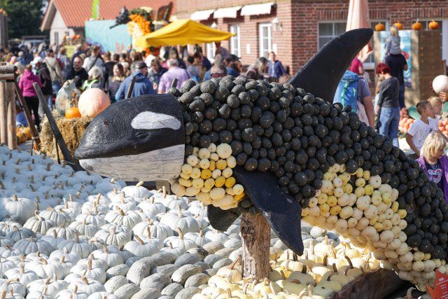25 September 2022, Brandenburg, Klaistow: At the Klaistow Asparagus and Adventure Farm, a pumpkin exhibit themed "Pumpkin, Coast, Cod" features an orca made of pumpkins. Photo: Joerg Carstensen\/dpa