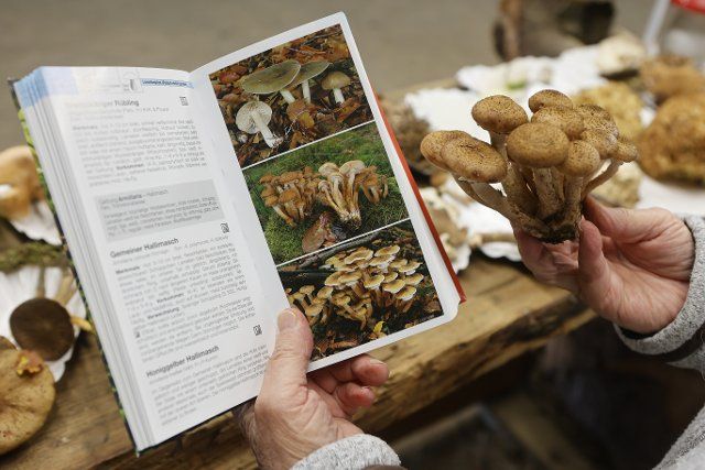 25 September 2022, Saxony-Anhalt, Silberhütte: The Hallimasch is a popular edible mushroom. Here it is compared with a picture in a mushroom book. Around 60 species of mushrooms lie sorted on a table in Silberhütte. The Fachgruppe Mykologie Quedlinburg , consisting of several mushroom experts from the district of Harz, has organized an exhibition for their annual mushroom hike. The aim is to train the eye of mushroom pickers to distinguish the species of mushrooms. The drought and the dead forest ensure that there is less mushroom area. Nevertheless, because of the drought, the main season has not yet begun. The mushroom experts expect that after the rains injured days in a short time with the increased mushroom growth starts. Photo: Matthias Bein\/dpa