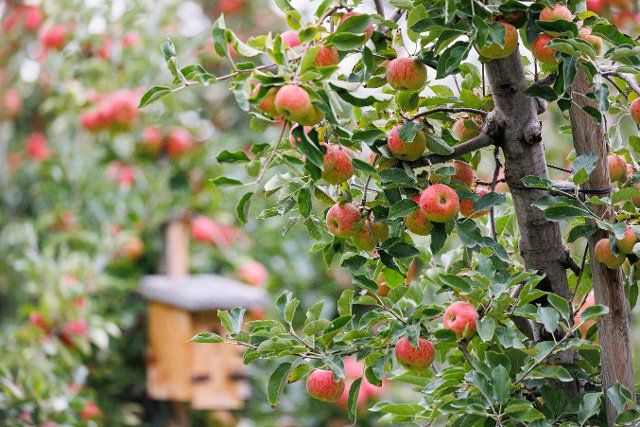 25 September 2022, Lower Saxony, Laatzen: Apple trees with ripe apples stand on the Hahne orchard in the Laatzen district of Gleidingen. Photo: Michael Matthey\/dpa