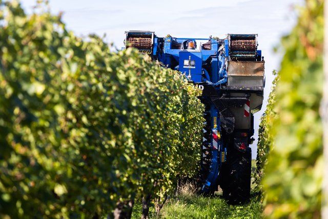 PRODUCTION - 26 September 2022, Baden-Wuerttemberg, Wettelbrunn: The driver of a grape harvester drives his machine through the vines, harvesting grapes of the Gutedel variety, which are later driven to a winegrowers\
