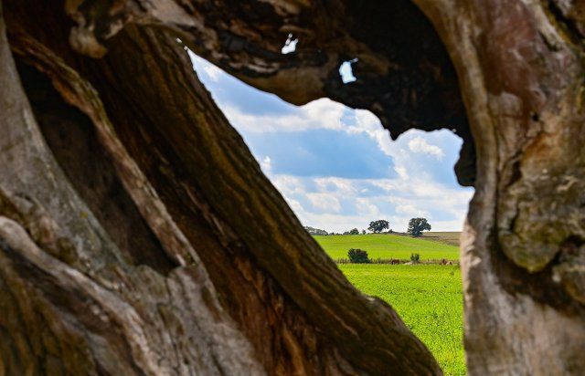 26 September 2022, Brandenburg, Regenmantel: View of the countryside through a hole in the trunk of an ancient poplar tree standing by a dirt road. The week will be unsettled, according to the German Weather Service (DWD). Rain and isolated thunderstorms are expected on Tuesday. Photo: Patrick Pleul\/dpa\/ZB