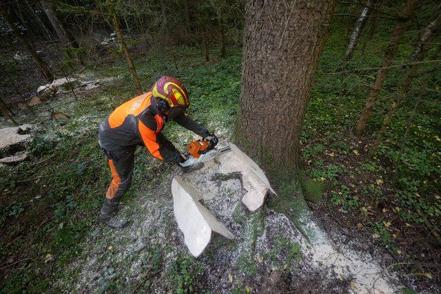 05 October 2022, Baden-Württemberg, Herbertingen: An employee of a forestry company cuts down a tree during a press event of Forst BW on the topic of timber harvesting in a forest area. Every year in Baden-Württemberg, timber harvesting begins in the fall. Photo: Marijan Murat\/dpa