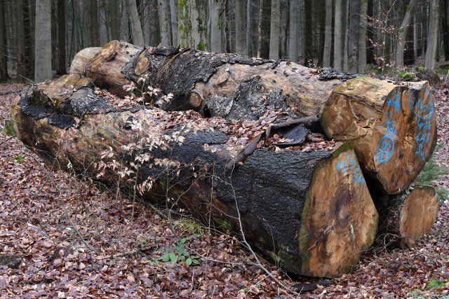 03 January 2022, Saxony-Anhalt, Stolberg: Marked logs lie in a forest near Stolberg in the Harz Mountains. In the forests of Saxony-Anhalt, timber theft is on the rise. A lucrative business for timber thieves because of the high gas prices. Photo: Waltraud Grubitzsch\/dpa