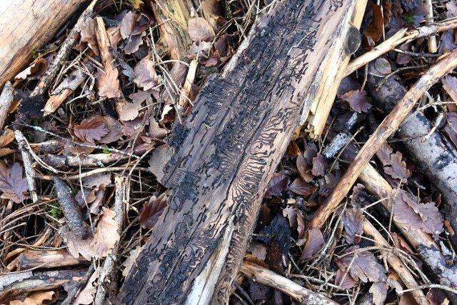 03 January 2022, Saxony-Anhalt, Stolberg: In a forest near Stolberg in the Harz Mountains, bark is eaten away by bark beetles. Photo: Waltraud Grubitzsch\/dpa