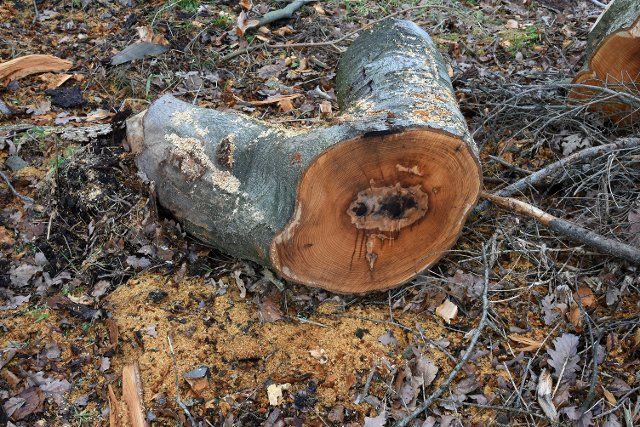 03 January 2022, Saxony-Anhalt, Stolberg: In a forest near Stolberg in the Harz mountains lies a sawed-off tree stump. Photo: Waltraud Grubitzsch\/dpa