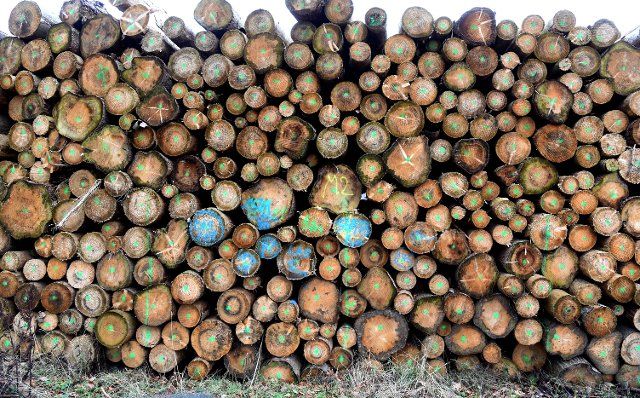 03 January 2022, Saxony-Anhalt, Stolberg: Marked logs lie in a forest near Stolberg in the Harz Mountains. In the forests of Saxony-Anhalt, timber theft is on the rise. A lucrative business for timber thieves because of the high gas prices. Photo: Waltraud Grubitzsch\/dpa