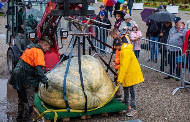 02 October 2022, Baden-Wuerttemberg, Ludwigsburg: Helpers position a giant pumpkin on the scale at the German Pumpkin Weighing Championship. Photo: Christoph Schmidt\/dpa
