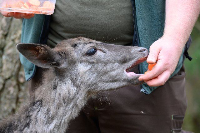 07 May 2022, Hamburg: Fallow deer Karl is hand-fed carrots by an animal keeper at Klövensteen Game Reserve. Photo: Jonas Walzberg\/dpa