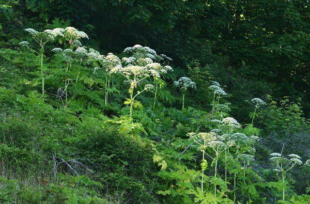 28 June 2021, Mecklenburg-Western Pomerania, Kap Arkona: 07.08.2022. Cape Arkona on Ruegen. Not far from Cape Arkona on Ruegen grows giant hogweed (Heracleum mantegazzianum), also called Hercules perennial. The plant can cause severe phototoxic reactions in humans. Responsible are the furanocoumarins contained in the plant, which react in connection with sunlight. This can result in burns, wounds and even severe circulatory shock. Photo: Wolfram Steinberg\/dpa Photo: Wolfram Steinberg\/dpa