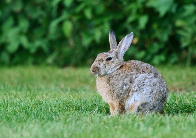 11 August 2022, Schleswig-Holstein, Kappeln: 11.08.2022, Kappeln. A rabbit (Oryctolagus cuniculus) sits in a meadow in front of a hedge near Kappeln in the evening twilight. Photo: Wolfram Steinberg\/dpa Photo: Wolfram Steinberg\/dpa