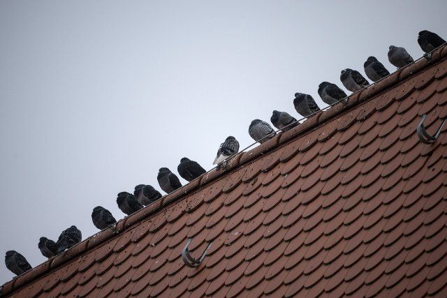 01 December 2022, Hessen, Fürth: Seventeen pigeons sit side by side on a roof, fluffed up against the morning chill. Photo: Sebastian Gollnow\/dpa