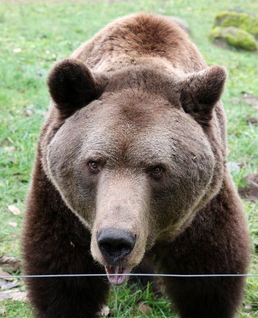 PRODUCTION - 29 November 2022, Mecklenburg-Western Pomerania, Stuer: Balou is out and about in his enclosure in the Müritz Bear Forest. Balou came in 2012 from the originates from the game preserve Hellenthal (North Rhine-Westphalia). The bear forest with currently 12 bears is open daily, currently four bears are in hibernation. Photo: Bernd Wüstneck\/dpa