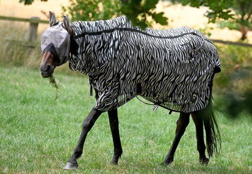 20 July 2018, Germany, Wedemark: A horse wears a protective cape against flies. At first glance, the cape creates a look similar to a zebra\