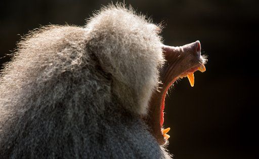 24 July 2018, Germany, Munich: A sacred baboon yawns in its enclosure in Hellabrunn Zoo. Photo: Peter Kneffel\/