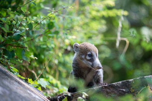 25.07.2018, Saxony-Anhalt, Magdeburg: A small coati walks through the enclosure in the zoo. The young was born on 03.06.2018 with four other white weasel-nosed bears. Recently the young animals have also ventured outdoors. Photo: Klaus-Dietmar Gabbert\/dpa-Zentralbild\/