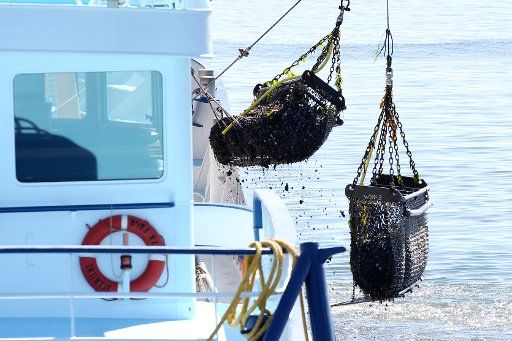 03.08.2018, Germany, Sylt: Nets with fished mussels are caught by the mussel cutter Trijntje off Hörnum in the North Sea. The mussel season on Sylt has begun. Photo: Bodo Marks\/