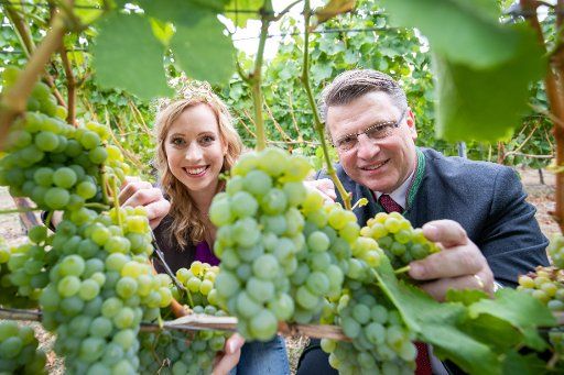 27 August 2018, Eibelstadt, Germany: Klara Zehnder, Frankish Wine Queen, and Winfried Bausback (CSU), Minister of Justice of Bavaria, cut Silvaner grapes from a vine for the official opening of the Frankish grape harvest. Photo: Daniel Karmann\/
