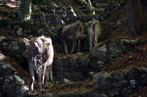 13 October 2018, Bavaria, Buching: 13 October 2018, Germany, Buching: Cows refresh themselves at a stream lying in the shade. Photo: Karl-Josef Hildenbrand\/