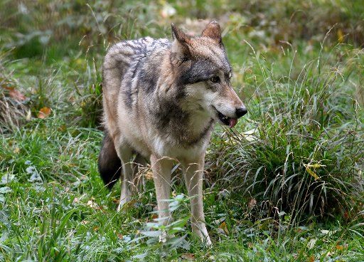 30 October 2018, Lower Saxony, Springe: A wolf stands in the open-air enclosure in the Wisentgehege zoo. Photo: Holger Hollemann\/