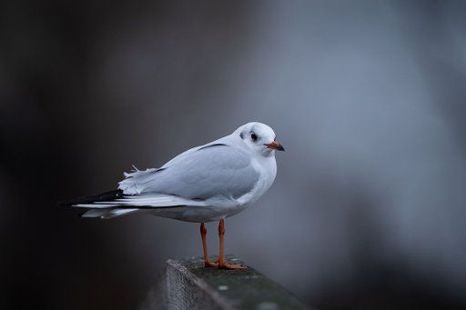 26 December 2018, Lower Saxony, Steinhude: A seagull sits on a jetty on the shore promenade at the Steinhuder Meer. Fog, drizzle and temperatures around four degrees Celsius characterize the picture in Steinhude. Photo: Peter Steffen\/