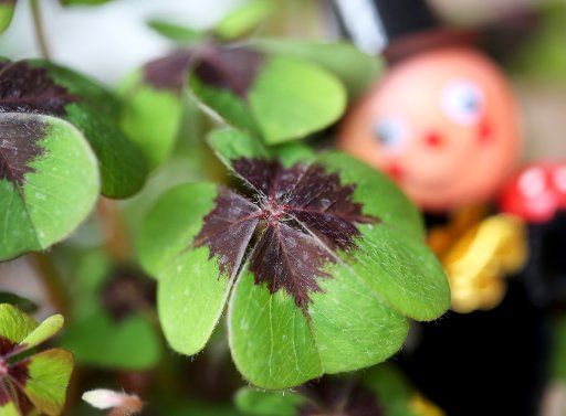 27 December 2018, North Rhine-Westphalia, Essen: Four-leaf cloverleaves and a chimney sweep figure are offered at a weekly market as lucky charms for the new year 2019. Photo: Roland Weihrauch\/